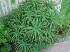 Aloe Arborescens proprieta curative