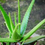 Aloe Barbadensis foto