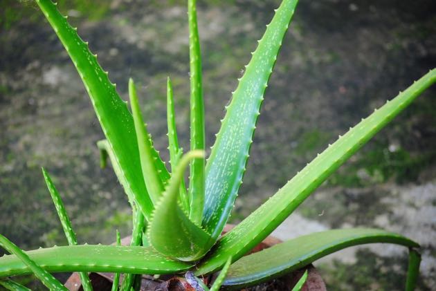 Aloe Barbadensis foto