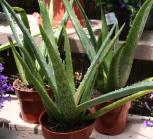 Aloe Vera pianta in vaso