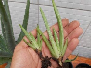 Coltivazione Aloe Vera per talea