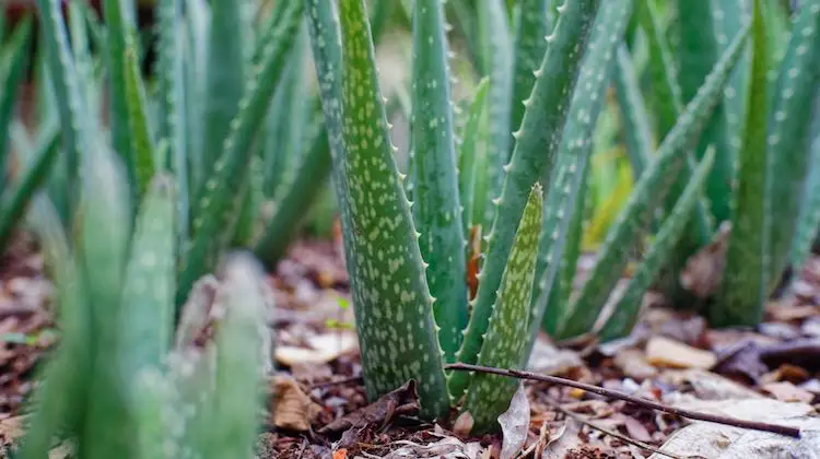 Tipi di Aloe